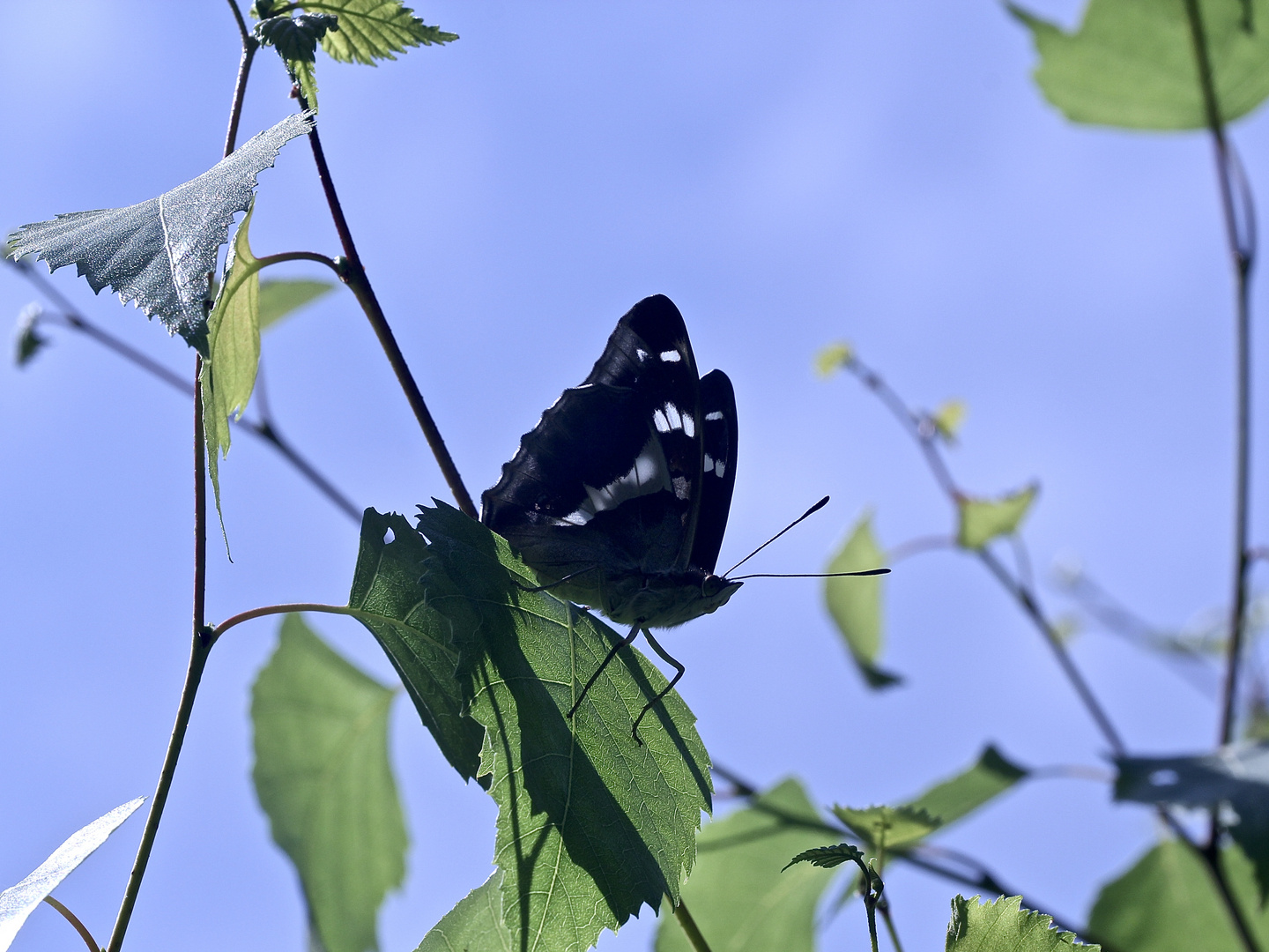 (10/10) Der Große Schillerfalter (Apatura iris)