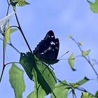 (10/10) Der Große Schillerfalter (Apatura iris)