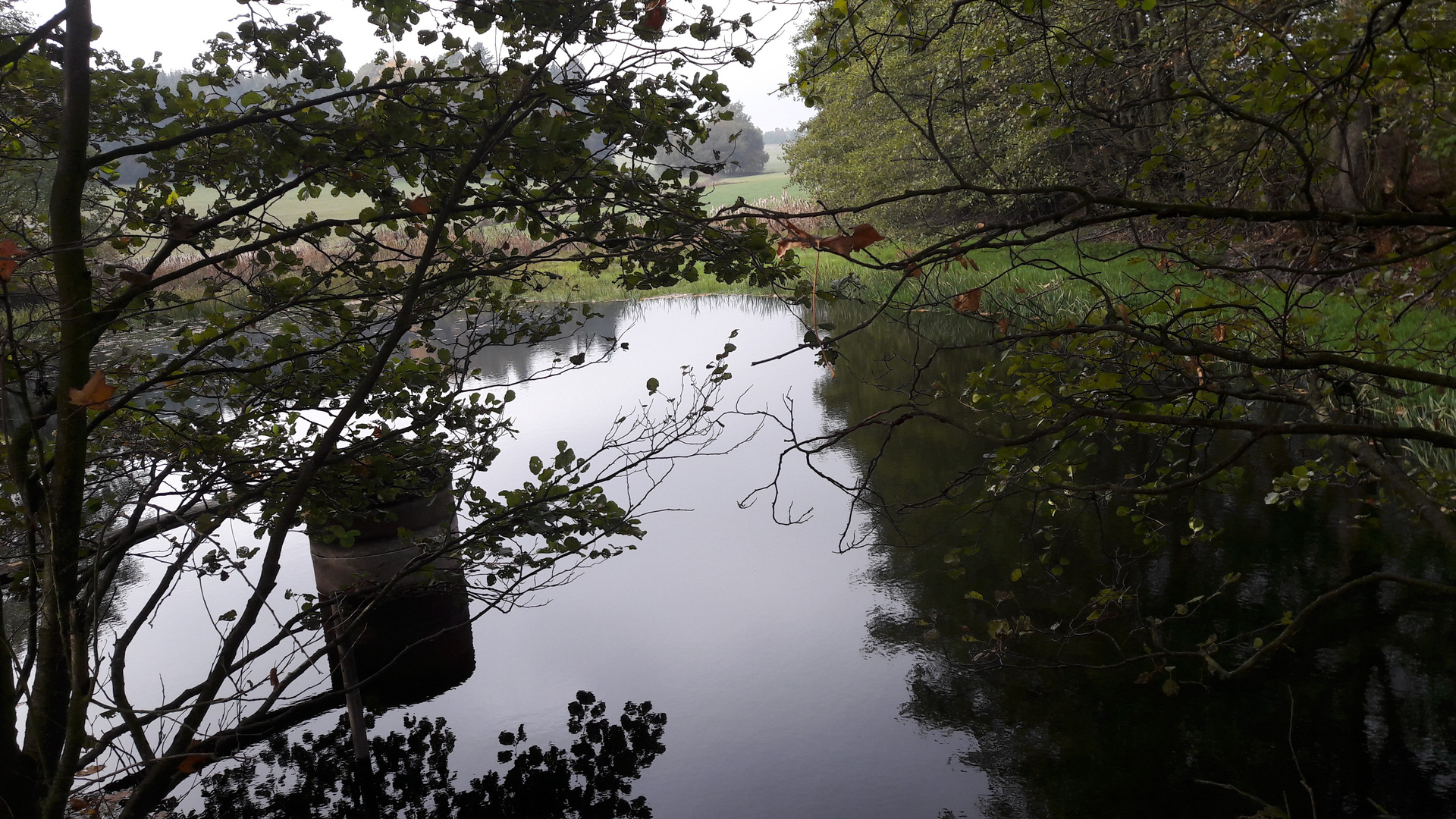 10.10.2019 Spiegeltag : Unterwasserwälder und Zweige