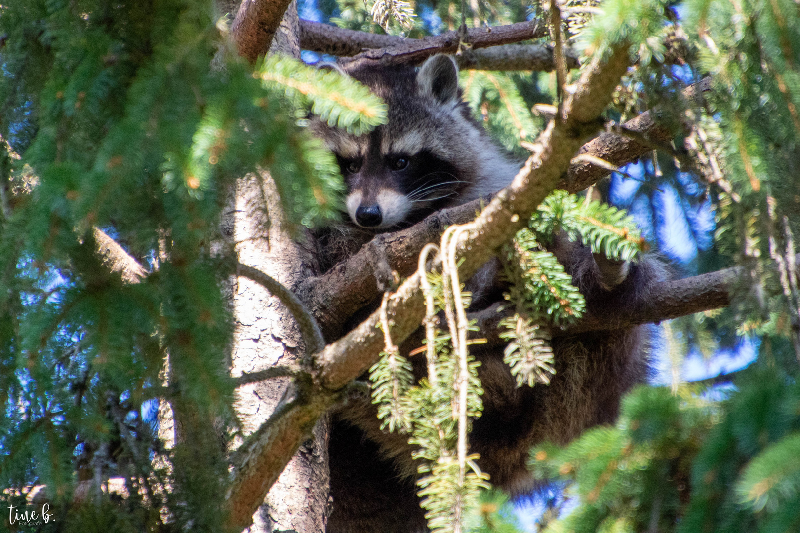 10.10.21 Wildpark Bad Mergentheim (53)