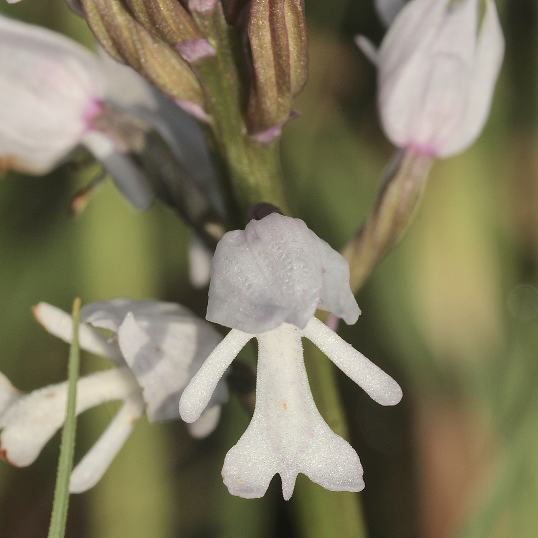 (10/11) Verschiedene Farbvarianten des Helm-Knabenkrauts (Orchis militaris)