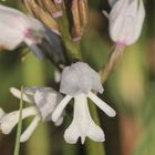 (10/11) Verschiedene Farbvarianten des Helm-Knabenkrauts (Orchis militaris)