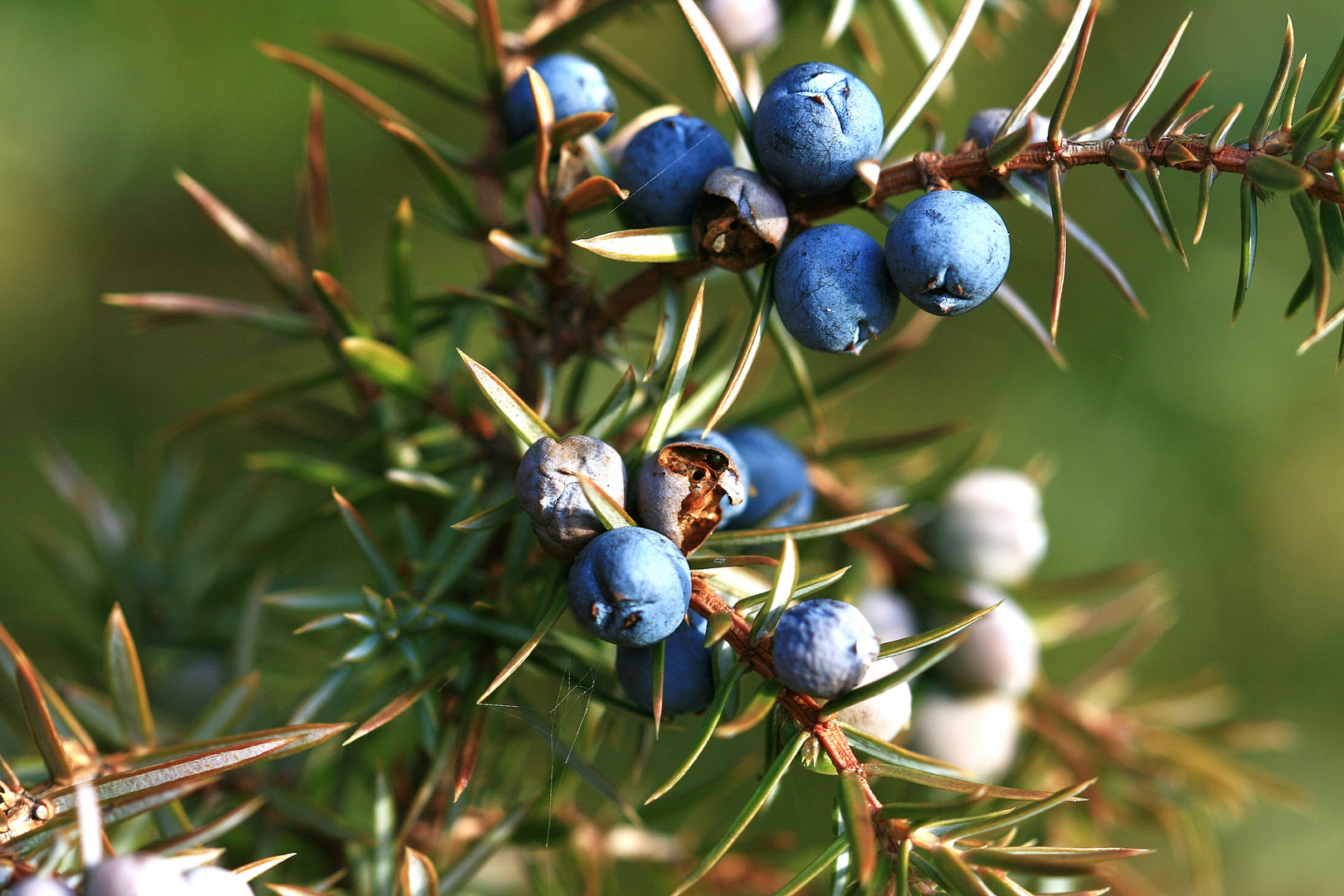 10141 Wacholder (Juniperus communis)