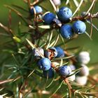 10141 Wacholder (Juniperus communis)
