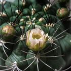 102 / 2020 - Kaktusblüte (61)
