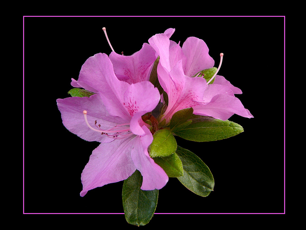 103 AZALEA