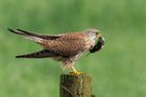 Common Kestrel by Edgar Tossijn