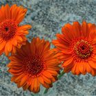 106 / 2021 - Gerbera 