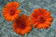 106 / 2021 - Gerbera 