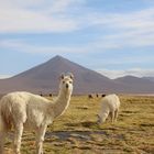 106 Uyuni