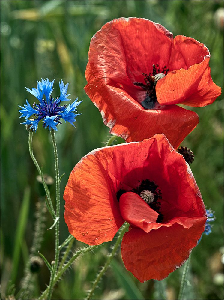 107 / 2020 - Mohn