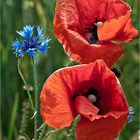 107 / 2020 - Mohn