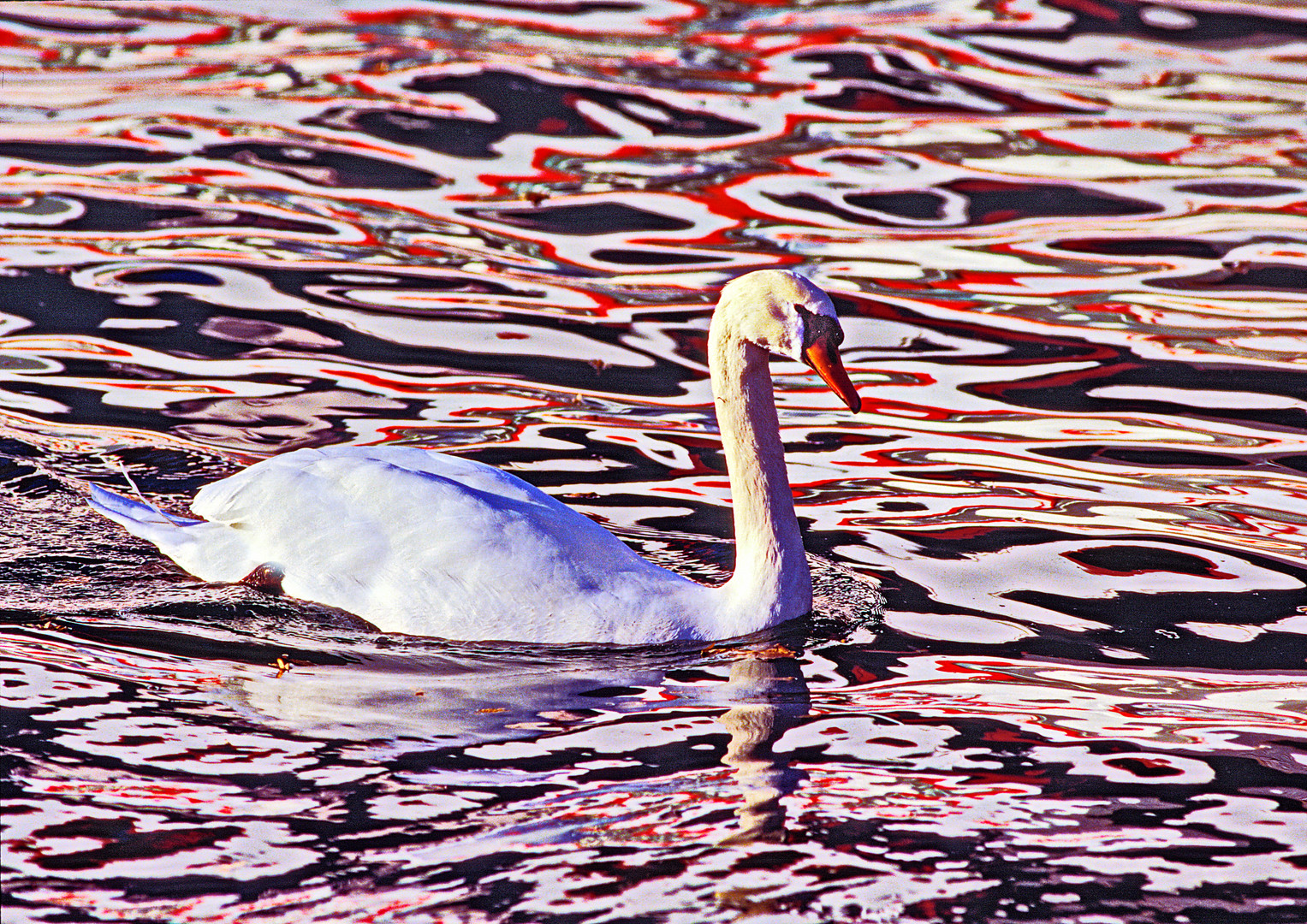 107....le "lac des cygnes"