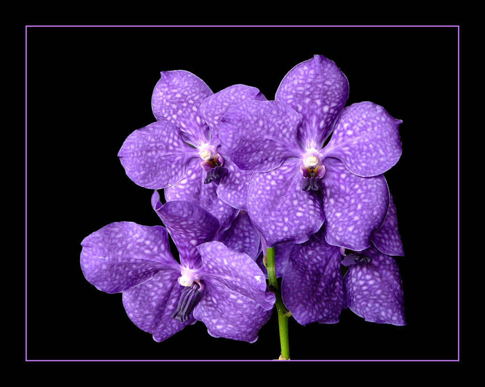 108 VANDA BLUE MAGIC