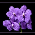 108 VANDA BLUE MAGIC