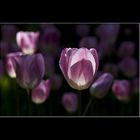 10882 Tulpenblüte Insel Mainau