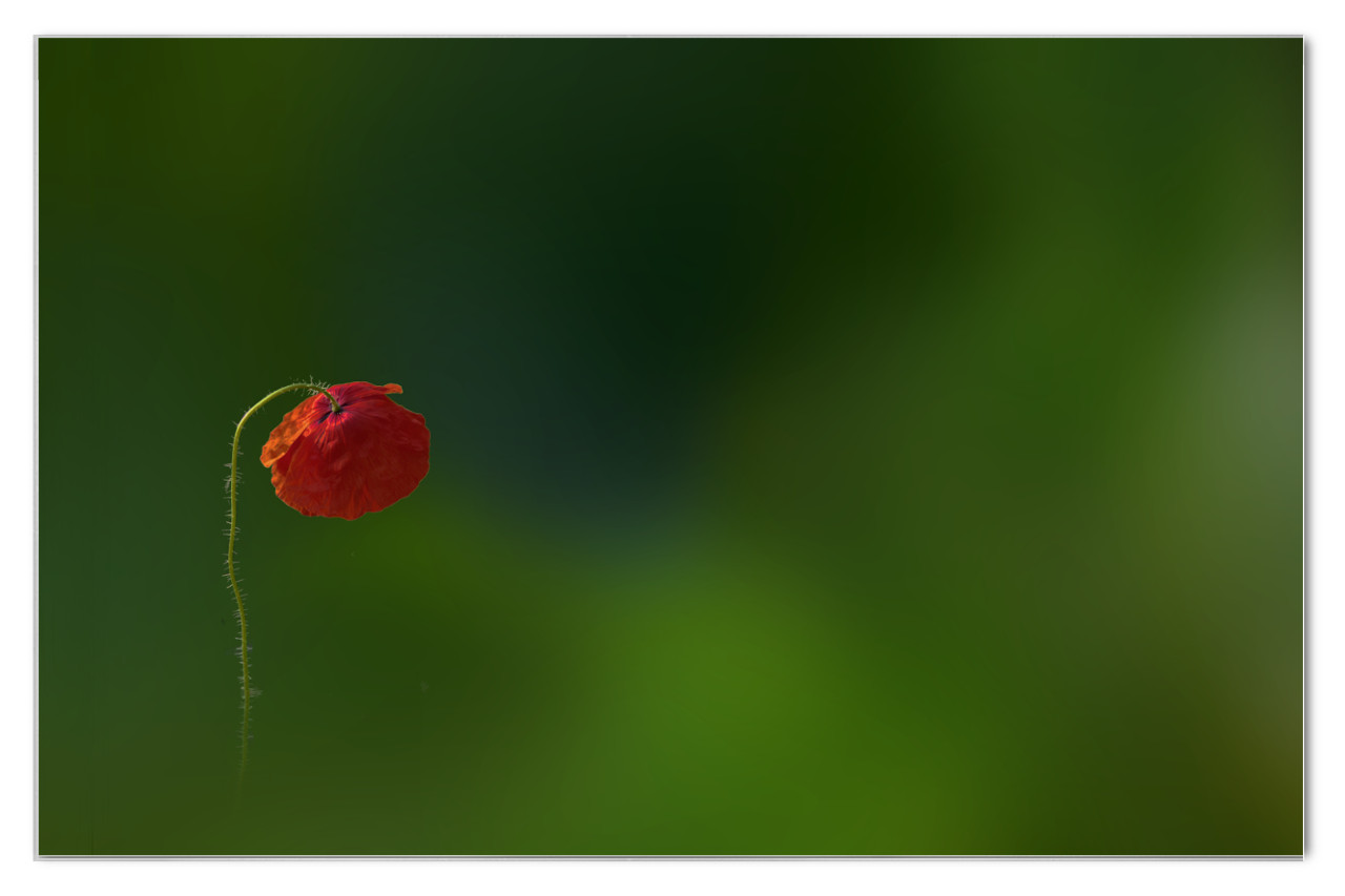 109 / 365