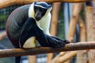 ROLOWAY MEERKATZE IM TIERPARK BERLIN von Hellmut Hubmann