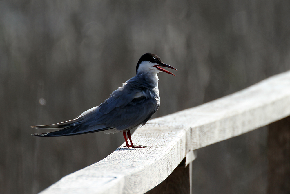 10.Birds of Lake Tisza- Sitting