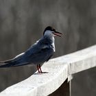 10.Birds of Lake Tisza- Sitting