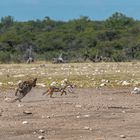 10_Erinnerung an Namibia April 2017