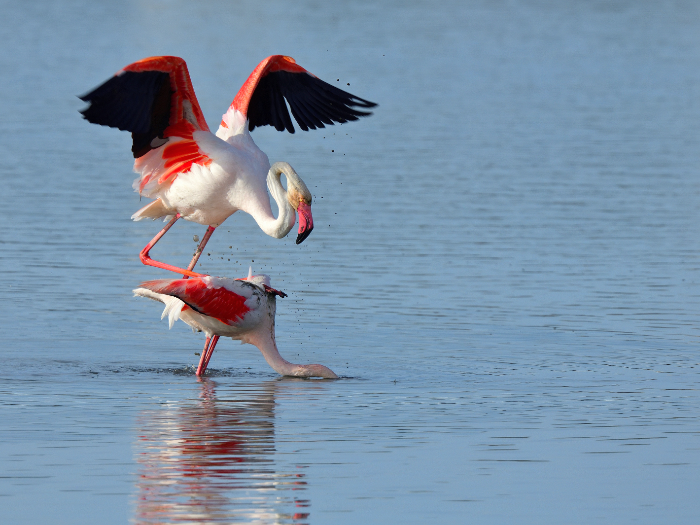 10_Flamingo Yoga, Dienstag Spiegeltag