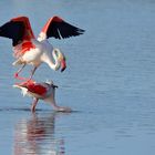 10_Flamingo Yoga, Dienstag Spiegeltag