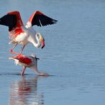10_Flamingo Yoga, Dienstag Spiegeltag