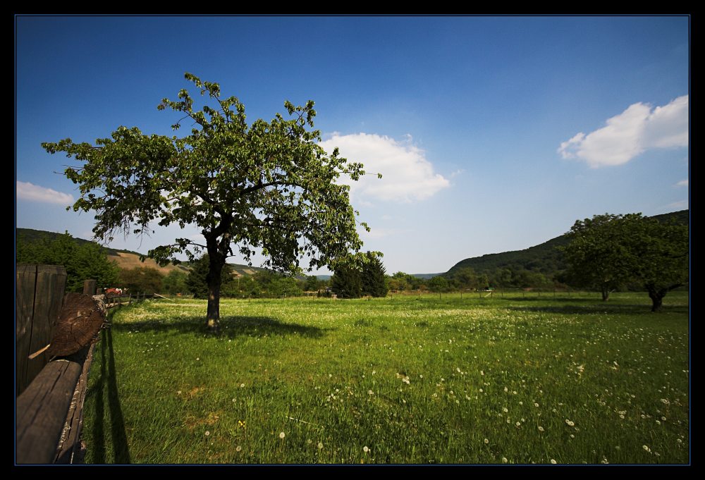 10mm Baum auf Wiese