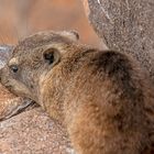 10_Serie Klippschliefer im Köcherbaumwald/Namibia 
