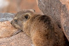 10_Serie Klippschliefer im Köcherbaumwald/Namibia 