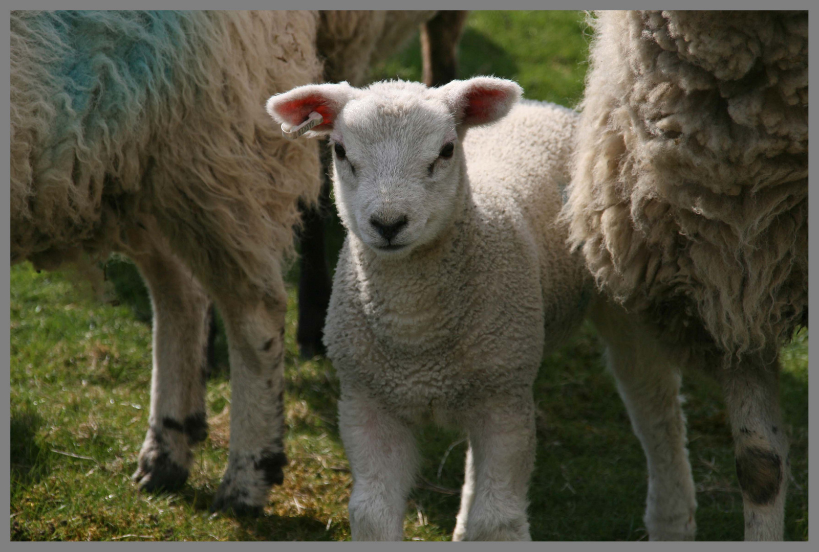 11 a lamb in Swaledale Yorkshire