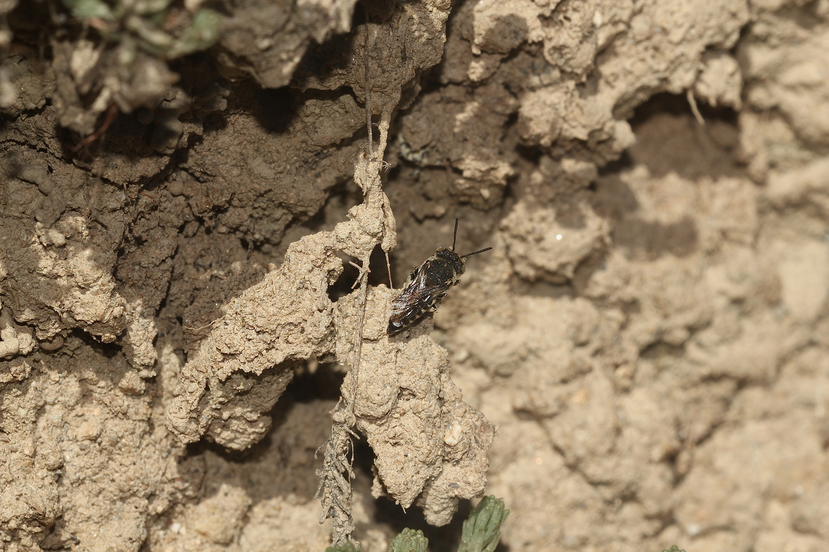 (11) Alte Bekannte: Megachile pilidens und Coelioxys afra