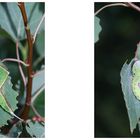 (11) Auflösung des Fotorätsels vom 18.7.19: Raupe des Großen Gabelschwanzes ...