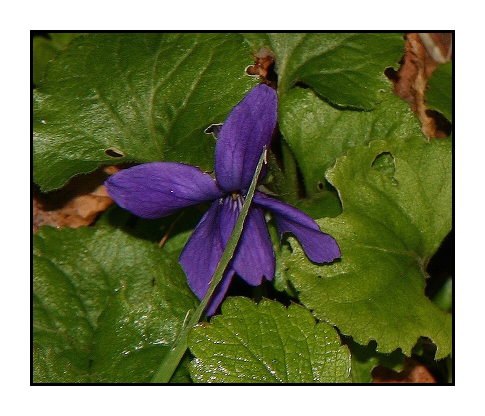 " 11° aujourd'hui, des violettes dans ma pelouse "