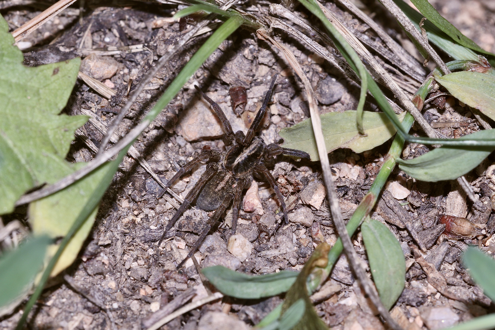 (11) "Beifang" aus der Wildbienenkolonie in Neukappl/Opf., Sommer 2019