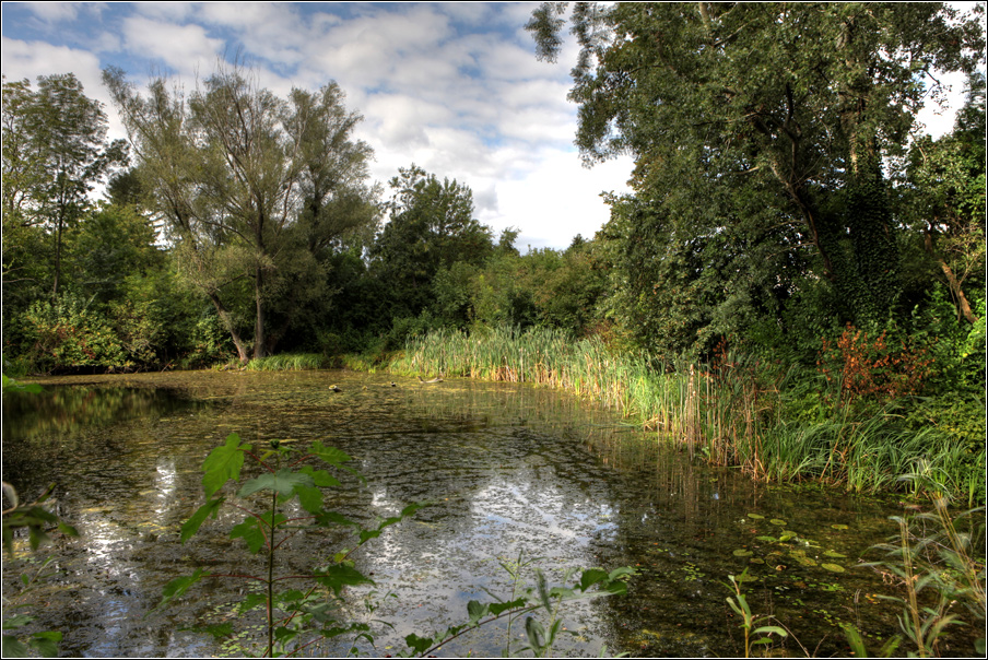 11) Beobachten am Tümpel Foto & Bild landschaft, bach, fluss & see