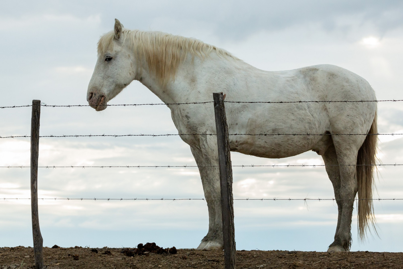 11 Cheval de Camargue en fin de journée