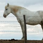 11 Cheval de Camargue en fin de journée