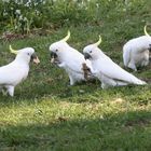 11 Cockatoos at breakfast time (Reload als Panorama)