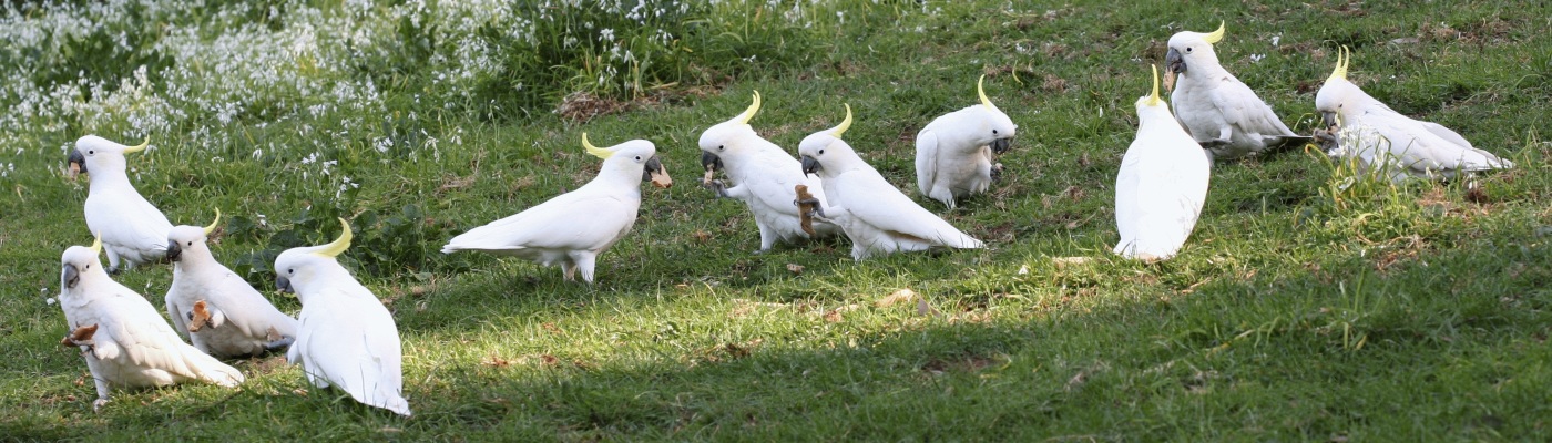 11 Cockatoos at breakfast time (Reload als Panorama)