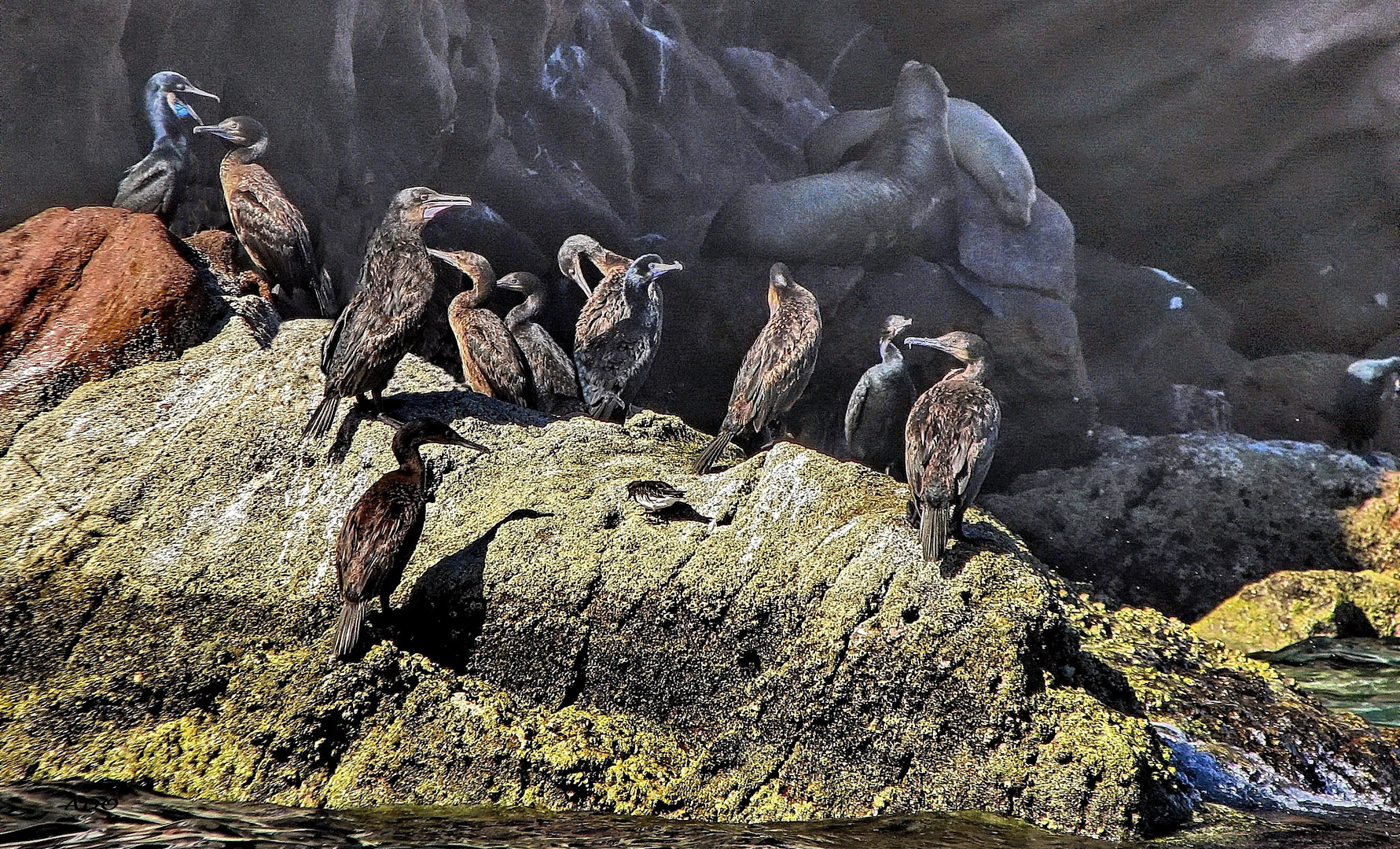 11 cormorans