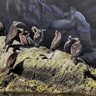 11 cormorans