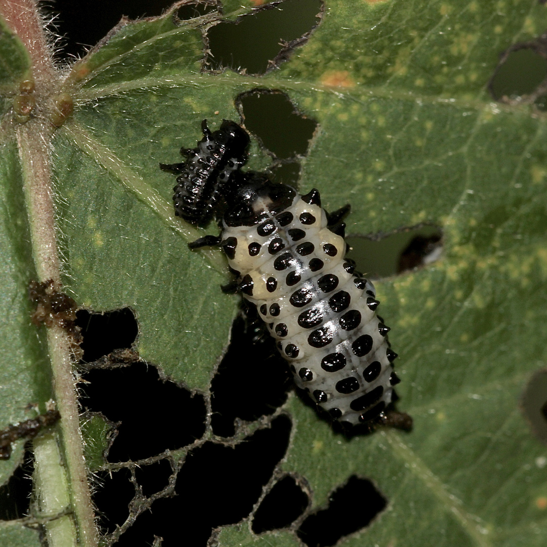 (11) DER GROSSE PAPPELBLATTKÄFER (CHRYSOMELA POPULI)