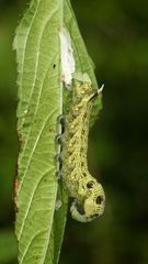 (11) Der MITTLERE WEINSCHWÄRMER (DEILEPHILA ELPENOR) ...