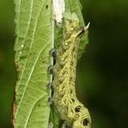 (11) Der MITTLERE WEINSCHWÄRMER (DEILEPHILA ELPENOR) ...