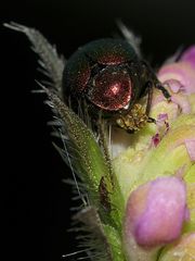 (11) Der Seidenhaarige Fallkäfer (Cryptocephalus sericeus)