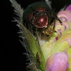 (11) Der Seidenhaarige Fallkäfer (Cryptocephalus sericeus)