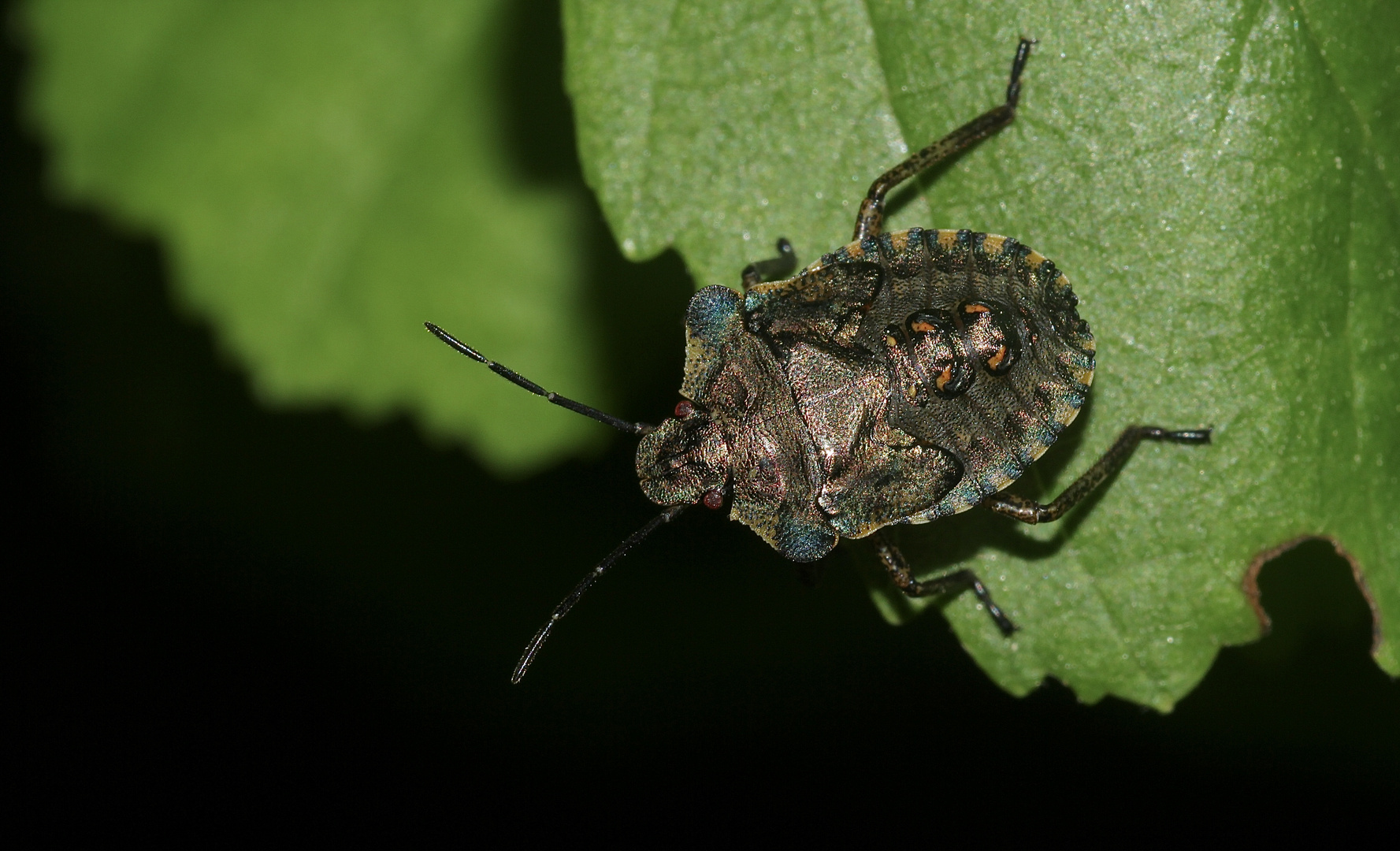 (11) Die Entwicklung der Rotbeinigen Baumwanze (Pentatoma rufipes)