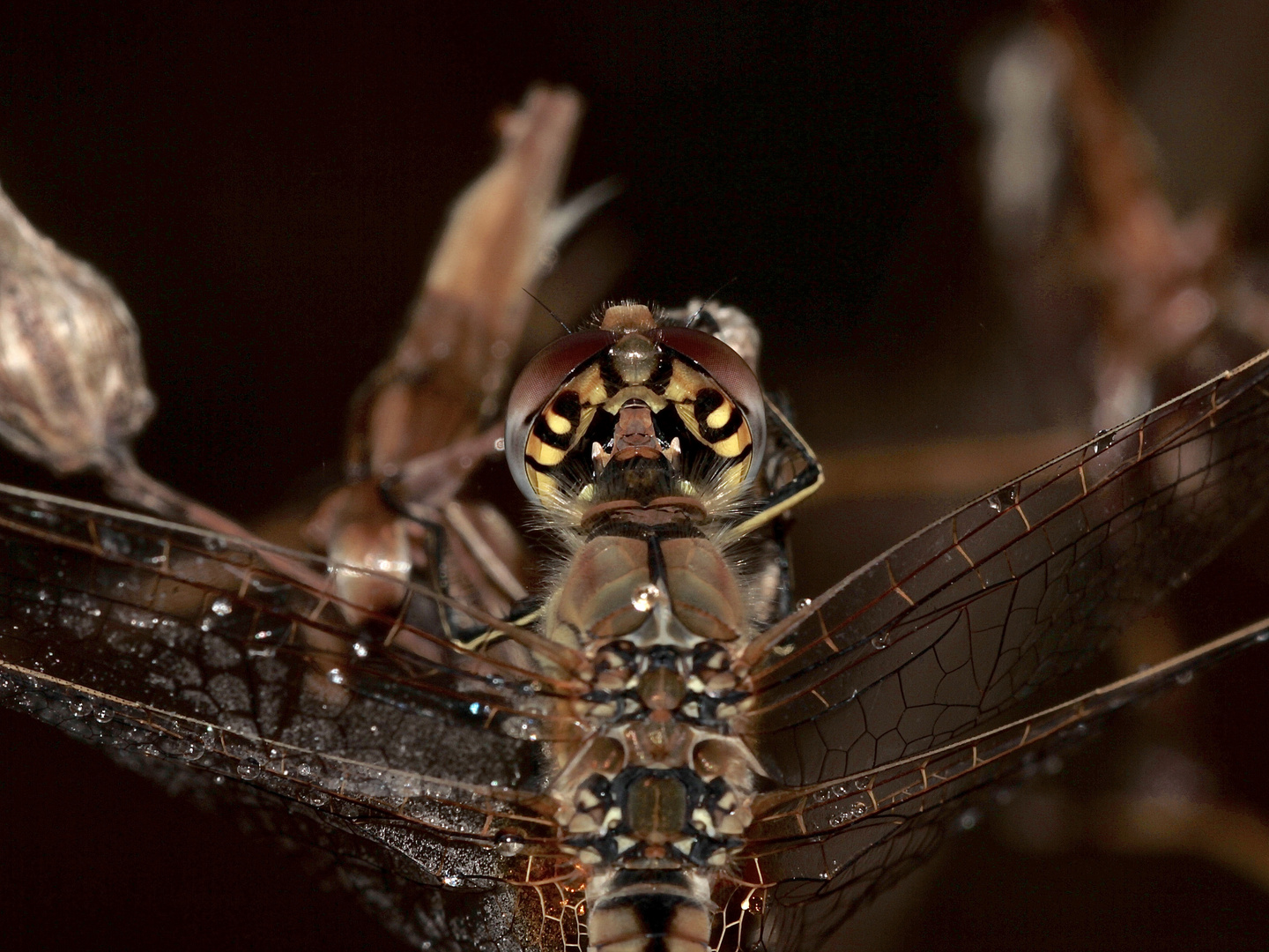 (11) Die Frühe Heidelibelle (Sympetrum fonscolombii)